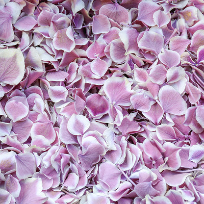 Natural Confetti - Hydrangea