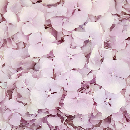 Natural Confetti - Hydrangea