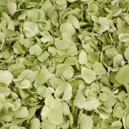 Natural Confetti - Hydrangea